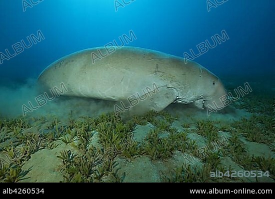 Dugong (Dugong dugon) eating sea grass, Red Sea, Hermes Bay, Marsa Alam, Egypt, Africa.