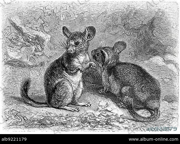 Woolly Mouse, short-tailed chinchilla (Chinchilla chinchilla) (Chinchillidae) is a species of rodent in the chinchilla family, short-tailed chinchilla, Chinchilla chinchilla, is a small rodent part of the family, Historic, digitally restored reproduction of a 19th century original, exact original date not known.