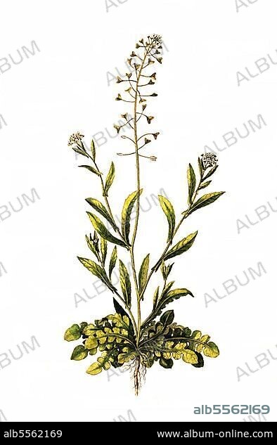Das Gewöhnliche Hirtentäschel (Capsella bursa-pastoris), auch Hirtentäschelkraut, Heilpflanze, digital restaurierte Reproduktion einer Originalvorlage aus dem 19. Jahrhundert, genaues Originaldatum nicht bekannt.