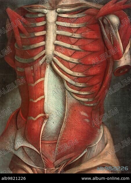 Medicine; anatomy; human torso; body; facing forward; slightly turned to the left; dissected); from Myologie complète en couleur et grandeur naturelle; Complete study of the muscles in colour and natural size; Historical; digitally restored reproduction from a 19th century original.