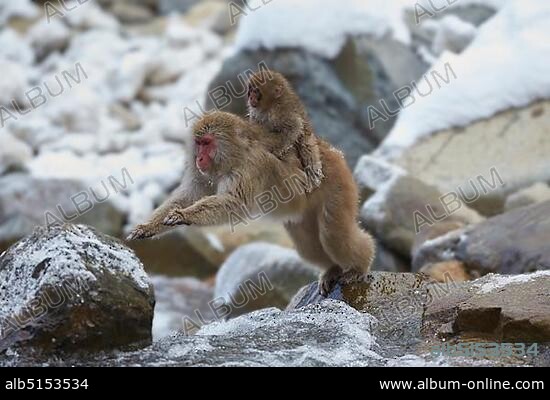 Jumping Japanese macaque (Macaca fuscata) crossing the river, mother animal with cub on back, Jigokudani Monkey Park, Nagano district, Honshu, Japan, Asia.