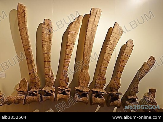 Part of the spine and back bones of the biggest carnivorous dinosaur (Spinosaurus aegyptiacus), Naturkundemuseum, Natural history museum, Berlin, Germany, Europe.