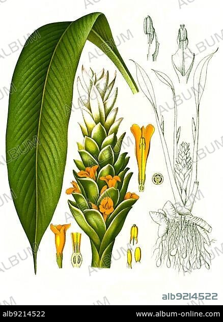 Medicinal plant, turmeric (Curcuma longa) or curcume, also called turmeric, saffron root (el), turmeric (el), yellow root (el) or curcuma, plant species within the ginger family, Historical, digitally restored reproduction from a 19th century original.