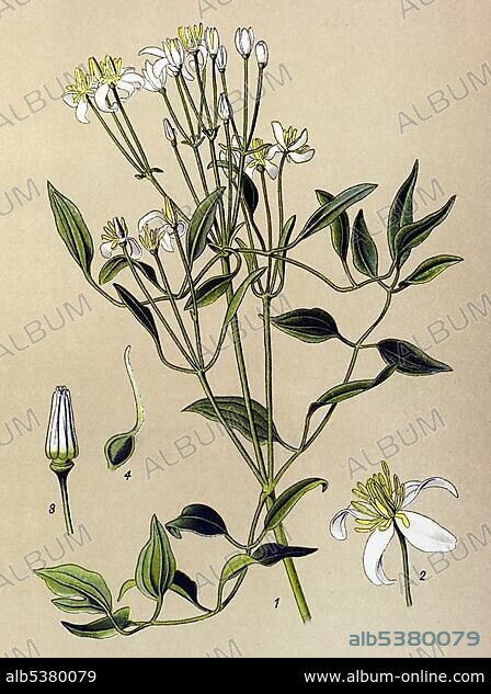 Historic illustration, Erect Clematis (Clematis recta), poisonous plant, medicinal plant.