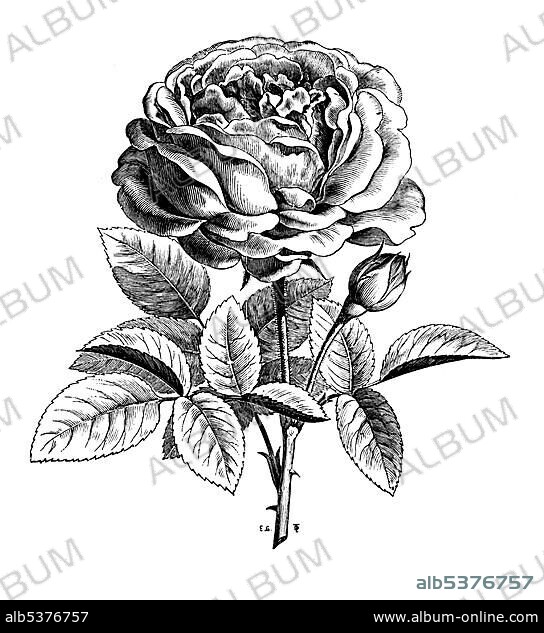 Rose La Reine, historical illustration, Theodor Lange, General Illustrated Garden Book, Volume 1, Leipzig 1902, p. 413, fig. 461.