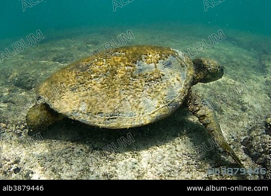 Old Green Sea Turtle (Chelonia mydas) with algae on its shell, foraging for food in the shallow, restless sea, Kona Coast, Big Island, Hawaii, USA, North America.