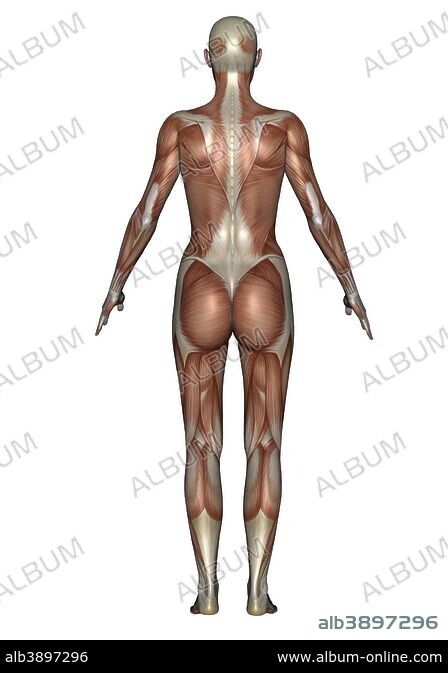 Anatomy of female muscular system, back view. - Album alb3897296