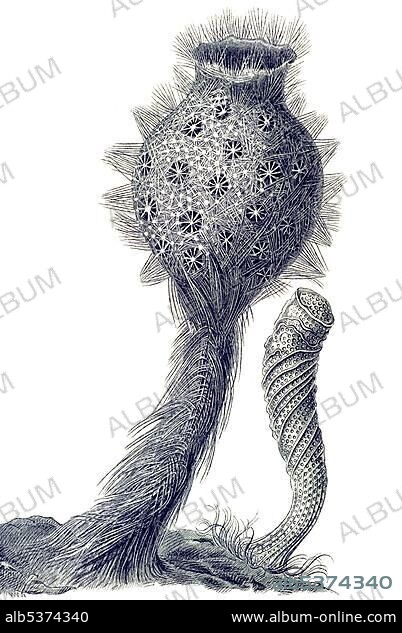 Historical illustration, Hexactinellid Sponge, Glass Sponge, Farrea, Holtenia crateromorpha and Euplectella aspergillum, Venus' Flower Basket, Plate 35 from Ernst Haeckel's Kunstformen der Natur, Art Forms of Nature.
