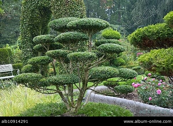 Garden bonsai, Japanese holly (Ilex crenata), Bonk Nursery, Bad Zwischenahn, 81.