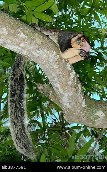 Indian Giant Squirrel or Malabar Giant Squirrel (Ratufa indica), sitting on a branch, feeding, Hikkaduwa, Sri Lanka, Asia.