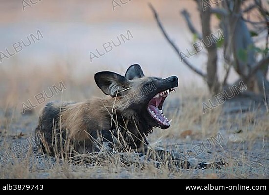 African Wild Dog (Lycaon pictus), Savute, North-West District, Botswana, Africa.