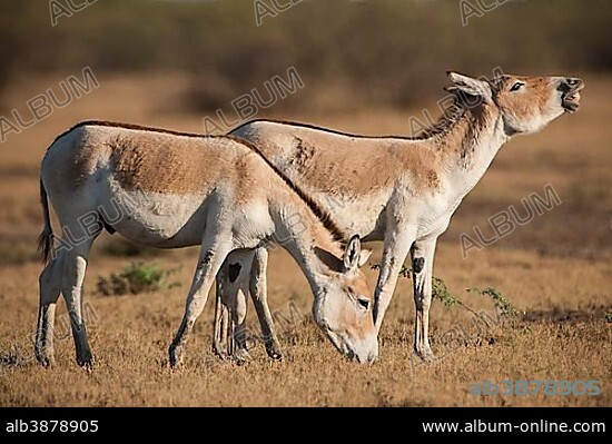 Onager or Asiatic wild ass (Equus hemionus), endangered species, jack flehming, flehmen response, Little Rann of Kutch, Gujarat, India, Asia.