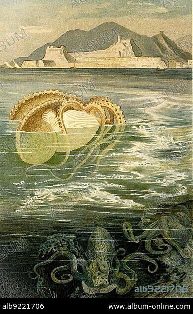 Paper nautilus, argonauts (Argonauta) or Argonauts are a genus of cephalopods (Cephalopoda) in the octopus family, Historic, digitally restored reproduction from a 19th century original.