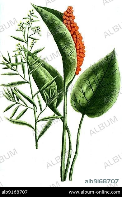 Tarragon (Artemisia dracunculus) and Dracunculus palustris, Common Dragonwort also Dracunculus vulgaris, synonym Arum dracunculus, digitally retouched illustration from Phytanthoza iconographica by Johann Wilhelm Weinmann, painter Bartholomäus Seutter and engravers Johann Jakob Haid and Johann Elias Ridinger, 1740.