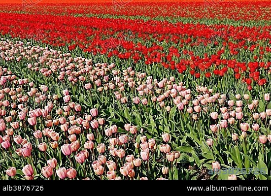 Field of Tulips (Tulipa sp.), near Lisse, South Holland, Holland, Netherlands, Europe.