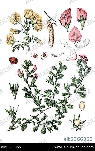 Below: Common Restharrow (Ononis repens), above: Large Yellow Restharro (Ononis natrix), medicinal plant, historical chromolithography, ca. 1796.