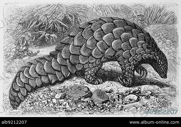 Ground pangolin, Manis temminekii, ground pangolin, also known as Temminck's pangolin (Smutsia temminckii), Cape pangolin or steppe pangolin, Historic, digitally restored reproduction of a 19th century original, exact original date unknown