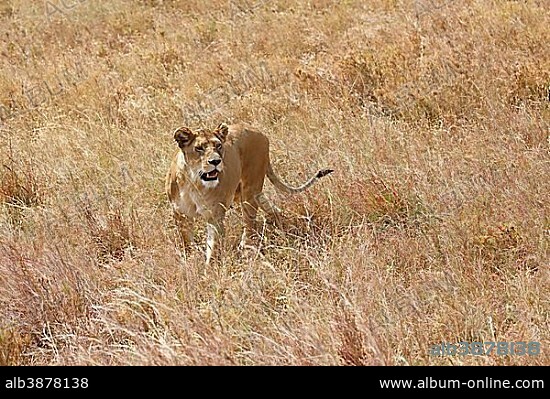 Pregnant lioness wandering in savannah, African lion (Panthera leo), female, Serengeti National Park, UNESCO World Heritage, Tanzania, Africa.