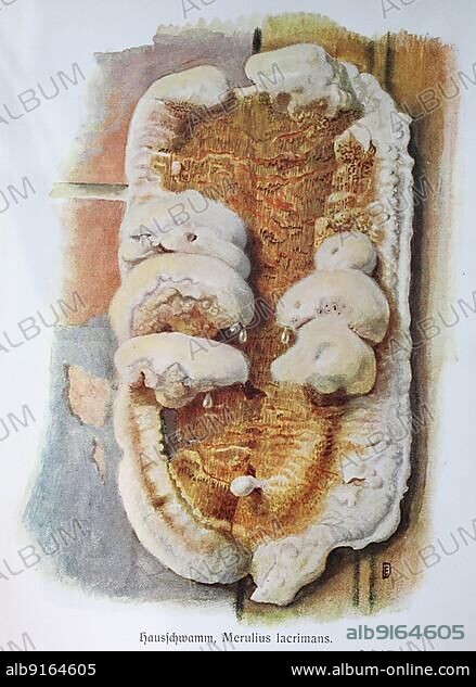 Fungus, dry rot, Merulius lacrimans, Serpula lacrymans, Historical, digitally restored reproduction of an illustration by Emil Doerstling (1859-1940).