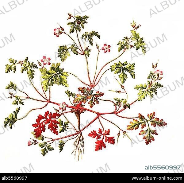 Ruprechtskraut, auch Stinkender Storchschnabel (Geranium robertianum) oder Stinkstorchschnabel, Heilpflanze, digital restaurierte Reproduktion einer Originalvorlage aus dem 19. Jahrhundert, genaues Originaldatum nicht bekannt.