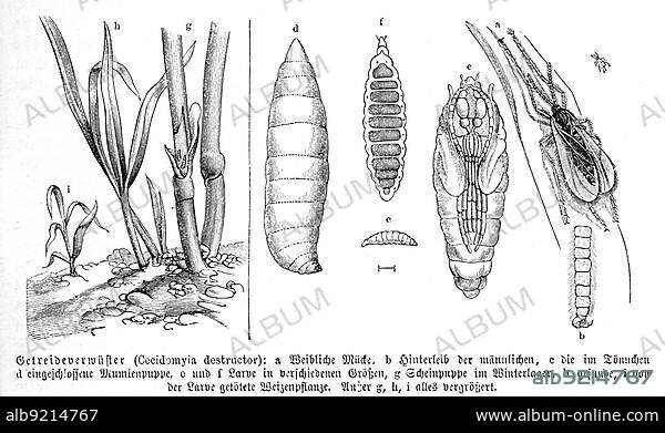 Insects, Hessian fly (Mayetiola destructor), also called Hessian midge, rye gall midge (Cecidomyiidae) or cereal devastator, belongs to the gall midge family, and is one of the most important pests in cereal cultivation, Historical, digitally restored reproduction from a 19th century original.