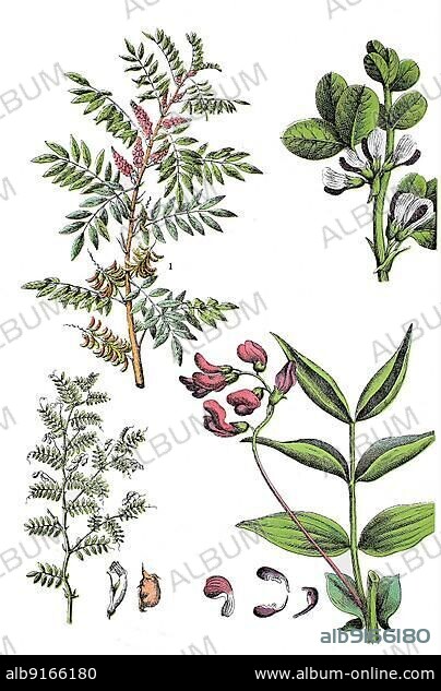Anil-Indigo, Indigofera anil (top left), Field bean, Broad bean, Pig bean, Fava bean, Broad bean, Horse bean, Cattle bean, Faber bean or Broad bean, Vicia faba (top right), Lentil or Erve, Lens culinaris (bottom left), Spring pea, Lathyrus vernus (bottom right), Historic, digitally restored reproduction of a 19th century original.