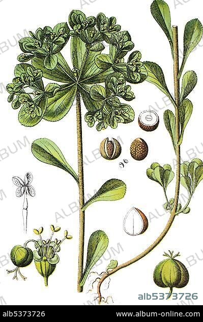 Sun Spurge (Euphorbia helioscopia), medicinal and useful plant, chromolithograph, 1881, historical illustration.