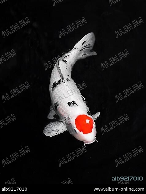 top view colorful koi fishes. High resolution photo.