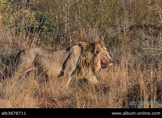 Lion (Panthera leo), male with blood on his mouth running through bushland, Welgevonden Privat Game Reserve, Waterberge, Limpopo, South Africa, Africa.