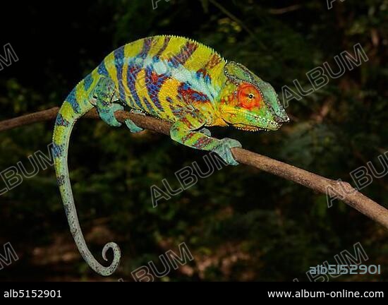 Panther Chameleon (Furcifer pardalis), male in mating colours, near Ankify, Madagascar, Africa.