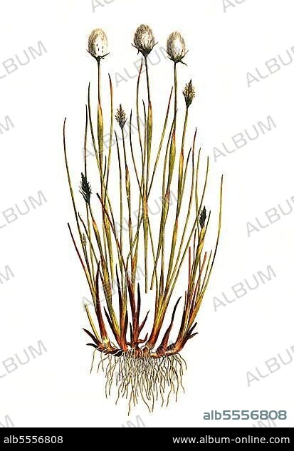 Scheiden-Wollgras, auch Moor-Wollgras, Scheidiges Wollgras (Eriophorum vaginatum) oder Schneiden-Wollgras, digital restaurierte Reproduktion einer Originalvorlage aus dem 19. Jahrhundert, genaues Originaldatum nicht bekannt.