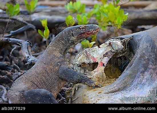 Komodo Dragon (Varanus komodoensis) feeding on the carcass of a wild buffalo that died in the mangrove area, Rinca Island, Komodo National Park, UNESCO World Heritage Site, Indonesia, Asia.