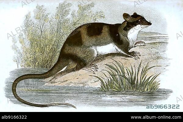 Water opossum (Chironectes minimus) or yapok, water opossum, digitally restored reproduction of an original from the 19th century.