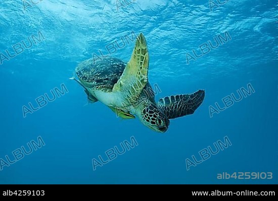 Green Sea Turtle (Chelonia mydas) swims in blue water, Red Sea, Marsa Alam, Egypt, Africa.
