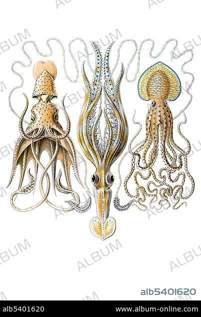 Titel Gamochonia octopus Desctiption Gamochonia / Trichterkraken, Mitte 1/ Chiroteuthis Veranyi, Fam Zehnarmkraken / Decolenae, links 2/ Histioteuthis Rueppellii, Fam Zehnarmkraken / Decolenae, rechts 3/ Pinnoctopus cordiformis, Fam Achtarmkraken / Octolenae, Ernst Haeckel, Kunstformen der Natur, art nouveau, 20th century, Europe MK Art Forms of Nature, Ernst Haeckel, Kunstformen der Natur, ocean marine animal undersea zoology sea decorative historical natural history decor design aesthetics ornaments macro micro octopi octopod cephalopoda molluscs sea dweller seafood.