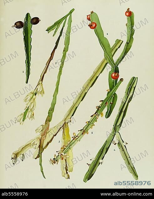 Kakteen und Sukkulenten, 1. Rhipsalis gonocarpa, 2. Rhipsalis warmingiana, 3. Rhipsalis tonduzii, 4. Rhipsalis trigona, 5, 6. Rhipsalis pentaptera, digital restaurierte Reproduktion einer Originalvorlage aus dem 19. Jahrhundert, genaues Originaldatum nicht bekannt.