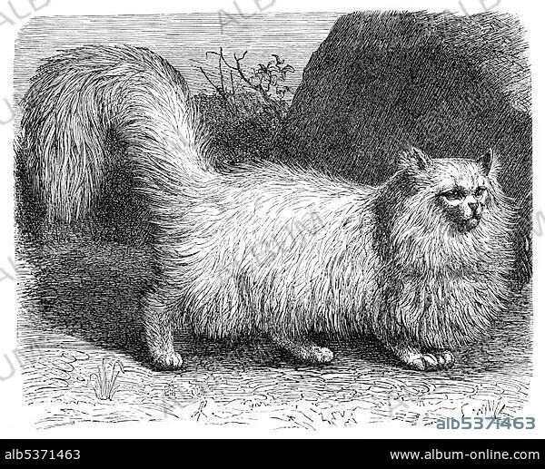 Historic illustration of an angora cat (Felis maniculata angorensis), 19th century, Meyers Konversations-Lexikon encyclopedia, 1889.