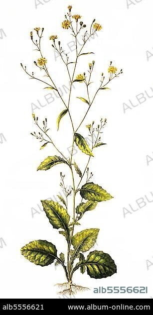 Der Gemeine Rainkohl, Lapsana communis, auch Gemeine Milche, Gewöhnlicher Rainkohl, Rainkohl, digital restaurierte Reproduktion einer Originalvorlage aus dem 19. Jahrhundert, genaues Originaldatum nicht bekannt.