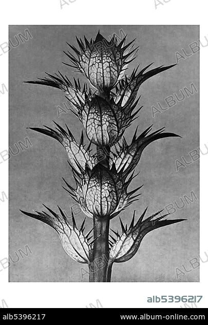 Historical photograph, Bear's-breech (Acanthus mollis), Karl Blossfeldt, Urformen der Kunst, The original art.