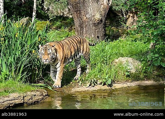 Amur Tiger (Panthera tigris altaica), walking along a waterhole, captive, Leipzig, Saxony, Germany, Europe.
