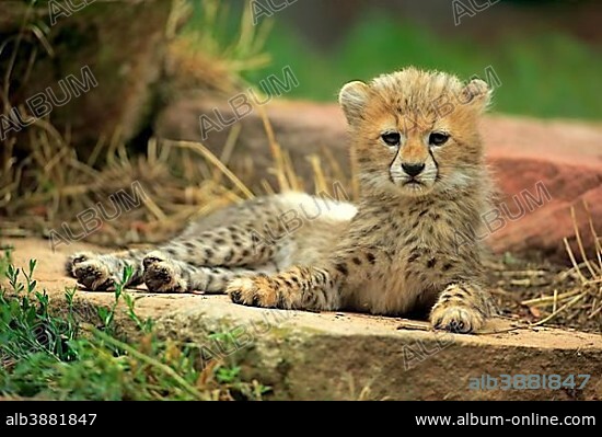 Sudan cheetah (Acinonyx jubatus soemmeringii), young animal, ten weeks old, occurrence Sudan, captive.