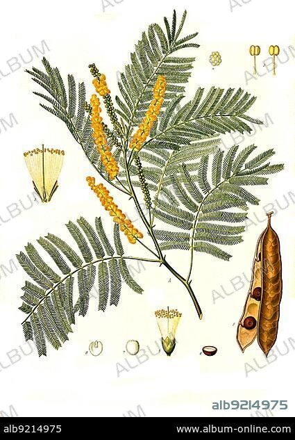 Medicinal plant, Tanner's acacia (Acacia catechu) (Senegalia catechu) (Acacia wallichiana) (Mimosa catechu), also catechu acacia or just catechu, Historical, digitally restored reproduction from a 19th century original.
