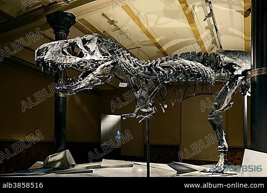 The far best preserved skeleton of Tyrannosaurus rex or T. rex, Tristan Otto, Naturkundemuseum, Natural history museum, Berlin, Germany, Europe.