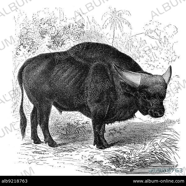 The gaur (Bos gaurus), common in South and Southeast Asia, is the largest living representative of the cattle. It has been domesticated by humans in the form of the gayal, Historic, digitally restored reproduction from an 18th century original.