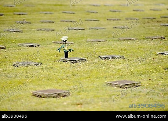 Grave slabs and white rose to commemorate in the military cemetery, Waldfriedhof Halbe, one of the largest war graves sites in Germany for 28,000 victims of the Second World War, Halbe, Brandenburg, Germany, Europe.