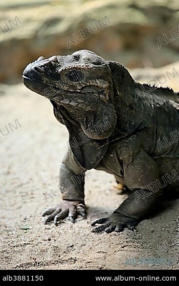 Rhinoceros Iguana (Cyclura cornuta), adult, portrait, vigilant, captive, occurrence Hispaniola.