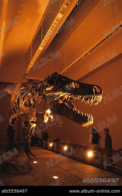 Tyrannosaurus Rex, 'Sue', recontruction of largest T. Rex fossil skeleton ever found, Alaska Museum (U.) S. A.