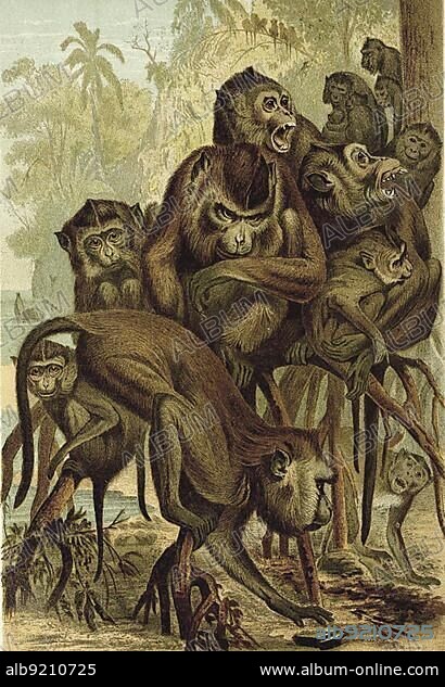 Macaque (Macaca), a primate genus of the guenon family, digitally restored reproduction of a 19th century original, exact original date unknown.