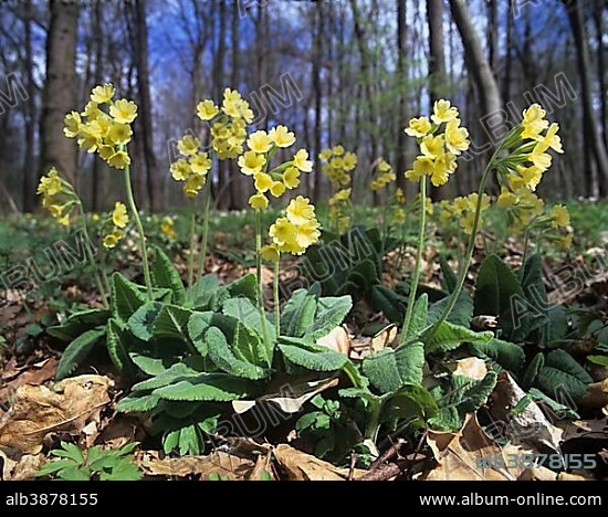 True oxlip (Primula elatior), Hainich National Park, a World Heritage natural site, near Eisenach, Thuringia, Germany, Europe.