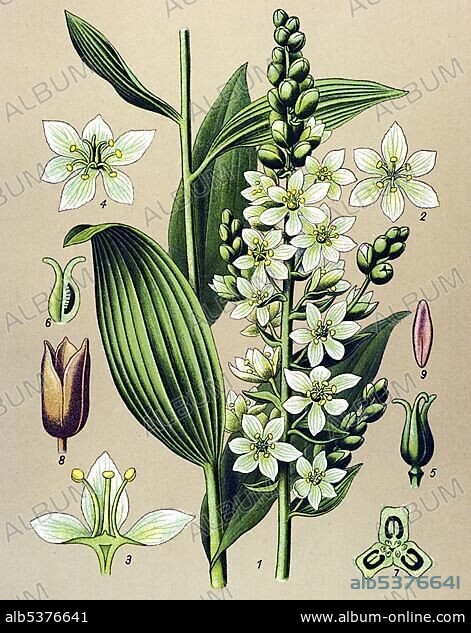 Historic illustration, White Hellebore (Veratrum album), poisonous plant, medicinal plant.